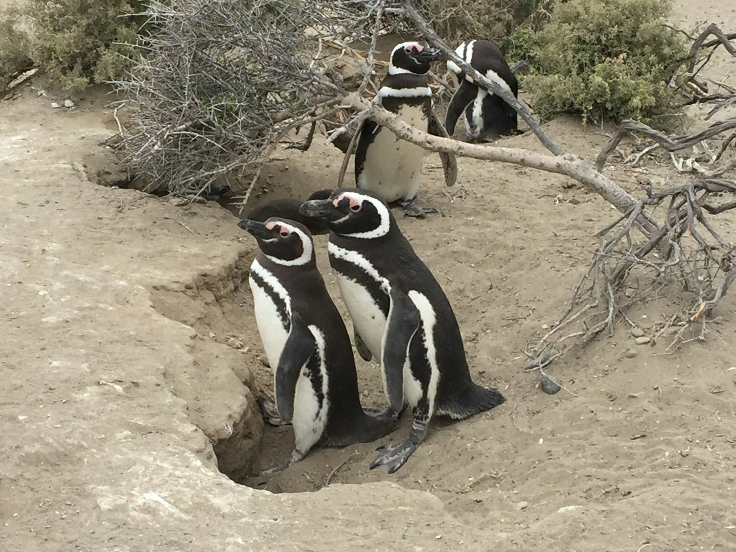 We went to see the Penguins, a highlight of the cruise