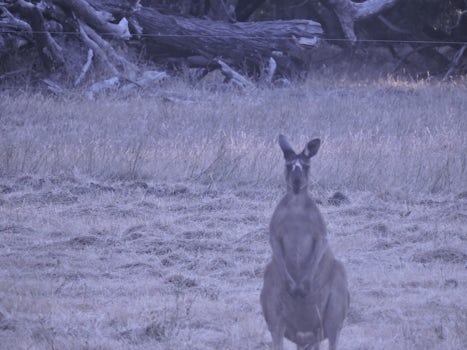 Kangaroo in Margaret River