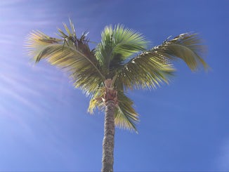 Tropical coconut tree