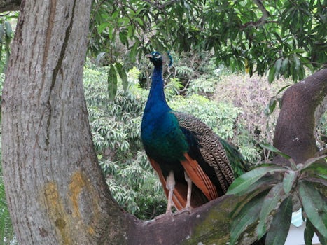 A proud peacock at the National Bird Aviary in Cartagena