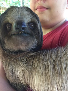 Sloths!!