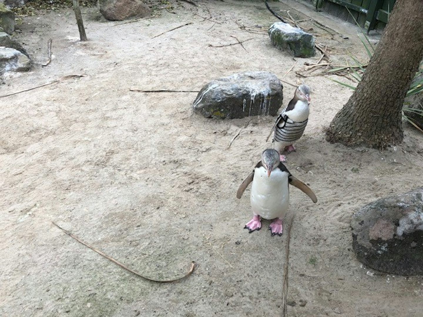 The Penguin Place