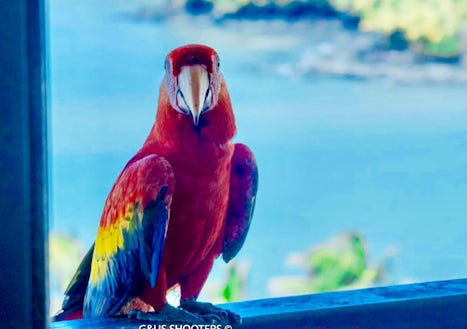 Love seeing the Macaws in the Amazon and on Devils Island.