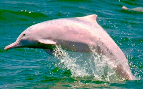 Be sure and watch for the pink dolphins along the Amazon and Rio Negro.