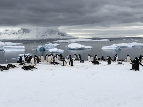 Meeting the penguins for the first time at the colonies on Cuverville Islan