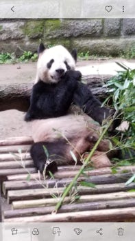 Ling Ling the panda