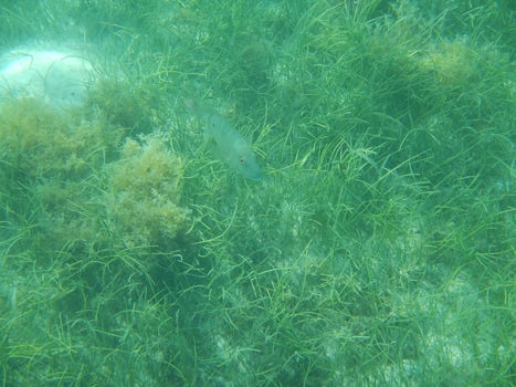 A few fish we spotted on Blue Lagoon Island.