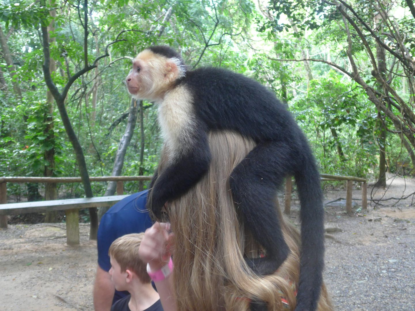 A monkey at the wildlife park