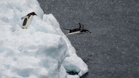 Penguin Diving In