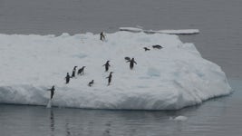 Penguins Jumping On Iceberg