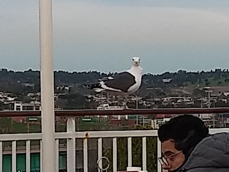 A seagull greeted is on Los Angeles