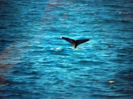 Whale fluke near Cabo