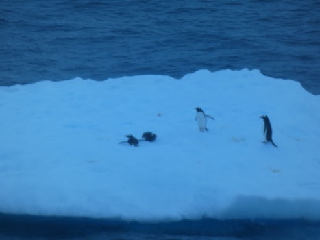 Penguins, playing on the iceberg