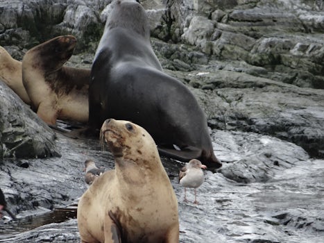 Wildlife during a cruise of the Beagle Channel. 