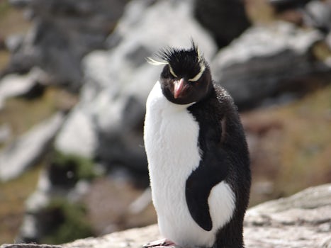 Rockhopper penguin taken at Port Stanly in the Falklands Islands. (Sorry, A