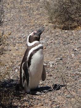 Magellenic penguin at Puerto Madryn.