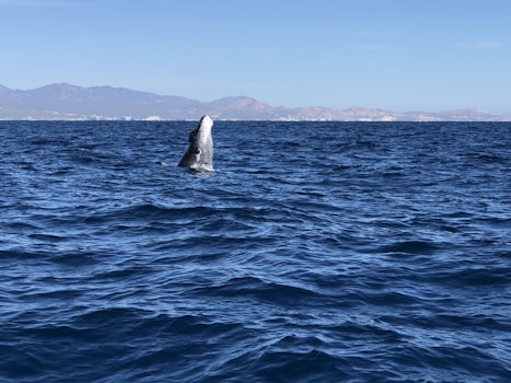 Cabo San Lucas- whale watching 
