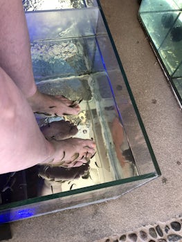 Cabo San Lucas- fish pedicure. Only $15