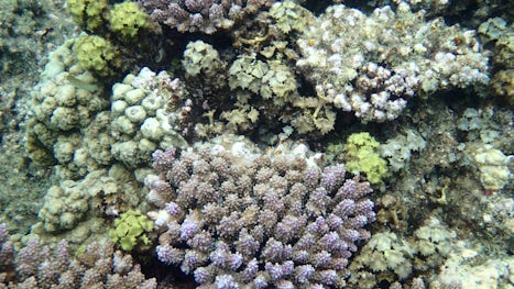 Coral at Jinek Bay, Lifou