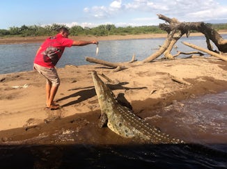 Feeding crocodiles in Costa Rica