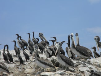 Islas Ballestas - commorants and pelicans