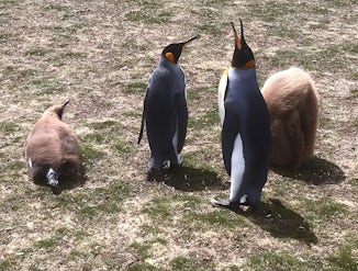 King Penguins with chicks in Falkland Islands