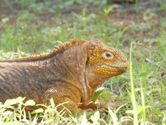 Land Iguana