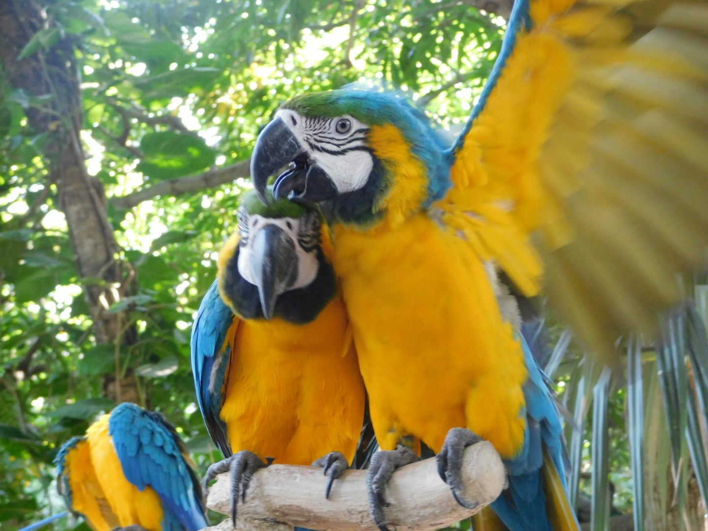 Parrots in Columbia
