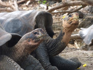 Giant Tortoises at the Darwin Foundation.