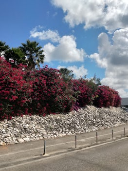 Flowering bushes in Curacao. Iguanas live and eat them.