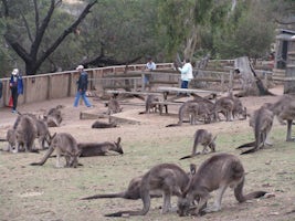 We were encouraged to feed and interact with the 100+ kangaroos at the Bono