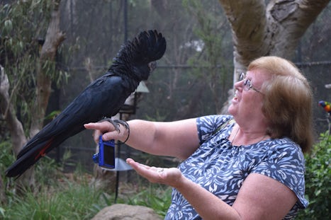 At the Healesville Sanctuary, a red-tailed black cockatoo landed on my arm 