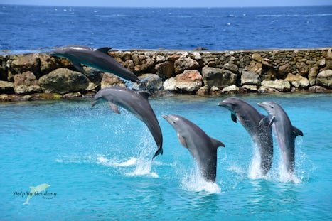 Dolphins playing at Curaco Dolphin Encounter