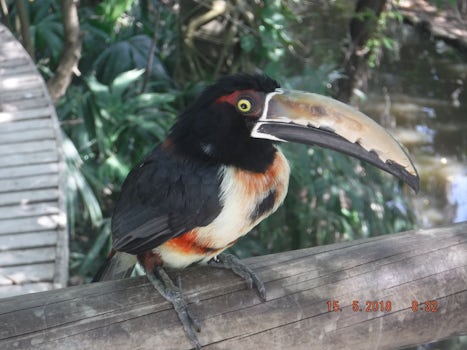 Bird at the National Aviary in Cartegena, Colombia. 