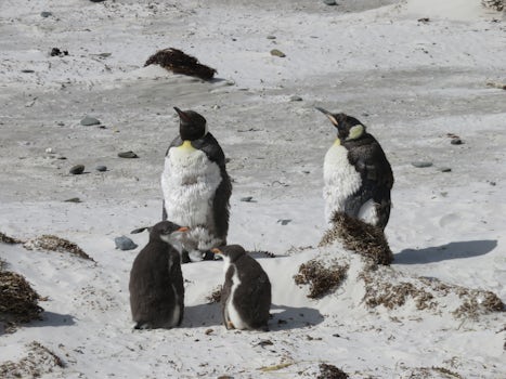 King penguins moulting on Bertha&#39;s Beach