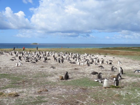 Gentoo penguin colony at Bertha&#39;s Beach