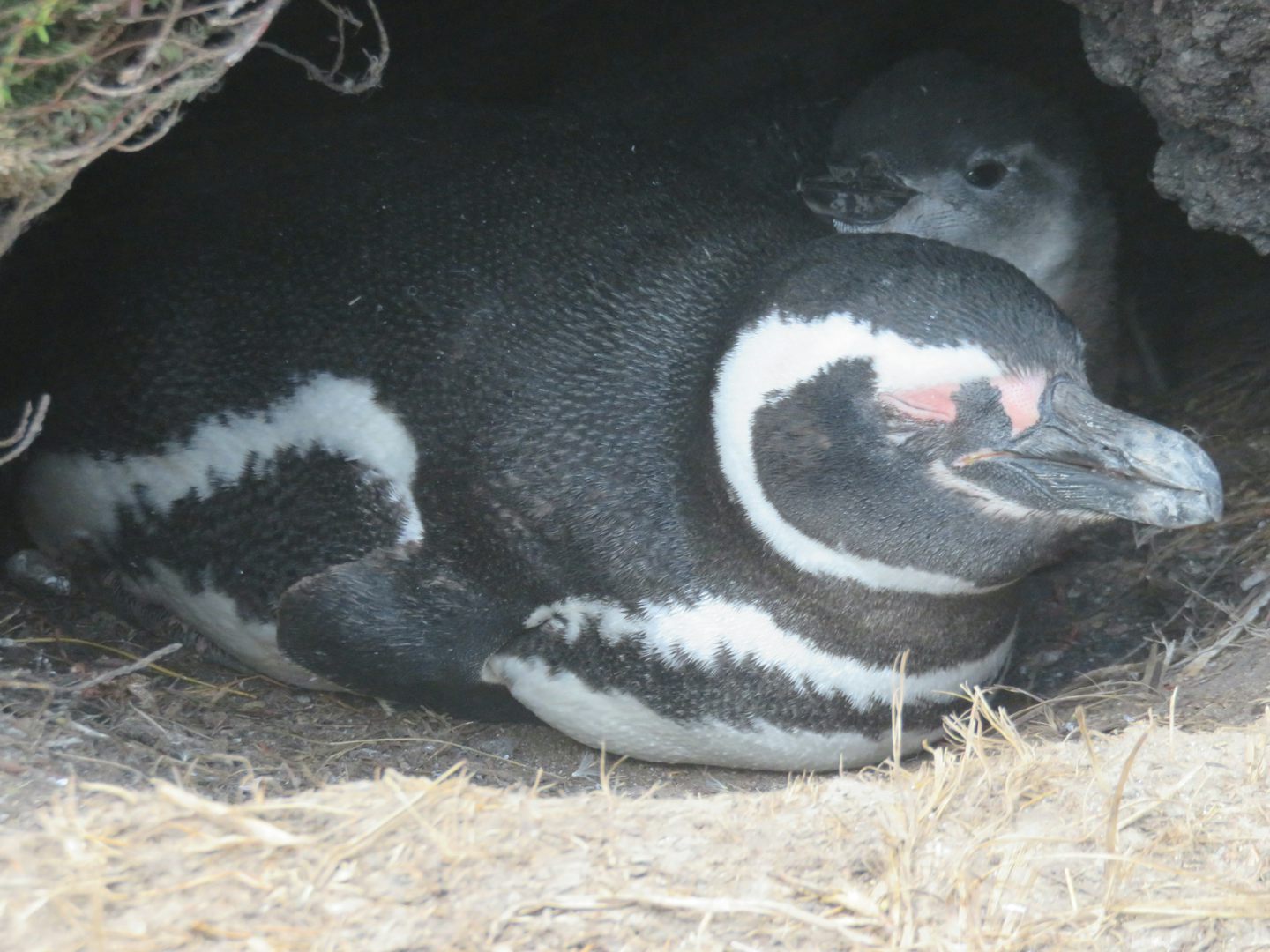Magellanic penguin and chick, Gypsy Cove