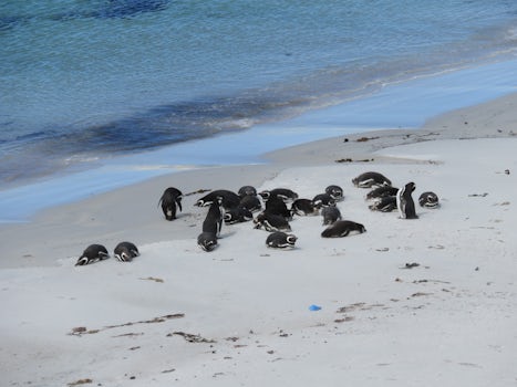 Magellanic penguins on beach