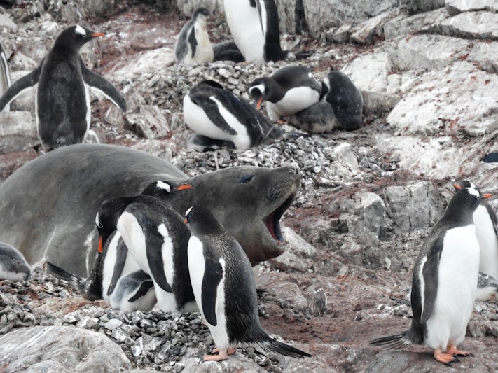 Gentoo penguins and elephant seal