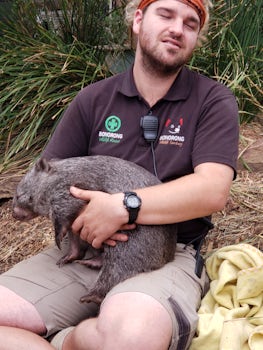 Wombat in Animal Sanctuary outside Hobart