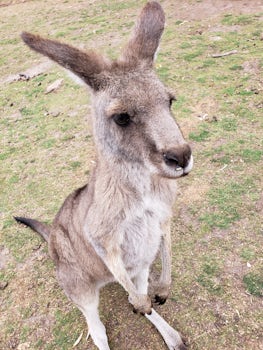 Kangaroo in Sanctuary 