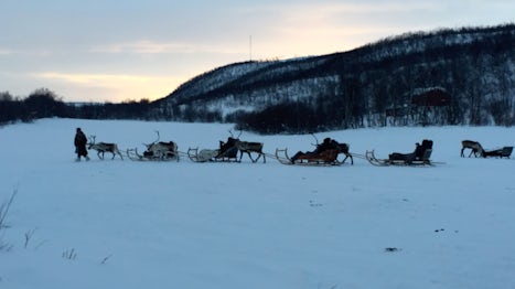 Reindeer sleigh riding

