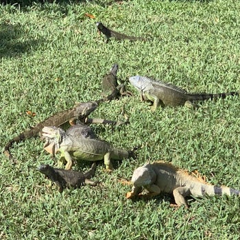 Iguanas on the loose. They are fast. Key West on and off tram