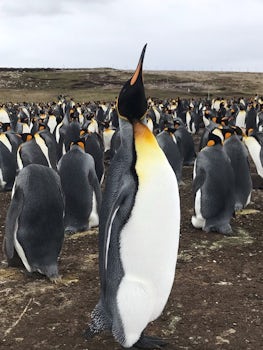 Well, it is turned sideways! It is a King Penguin at the Bluff Cove sanctua