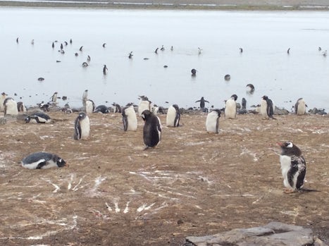 So many Penguins! Bluff Cove sanctuary