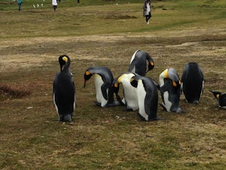 Volunteer Point, the Falklands