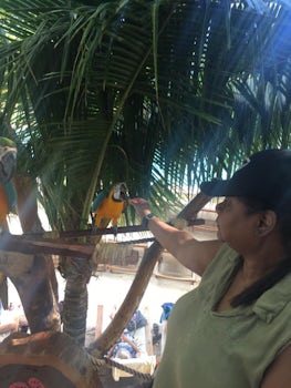 Bird feeding in Costa Maya, Mexico.
