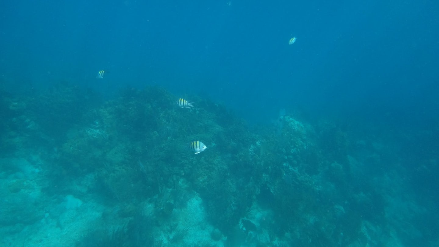 Coral and fish: Norman Island Snorkel