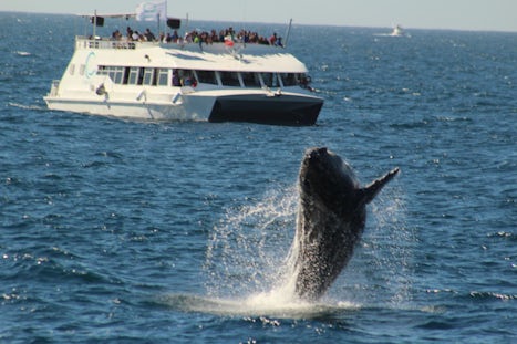 Cabo San Lucas whale watching at its best!