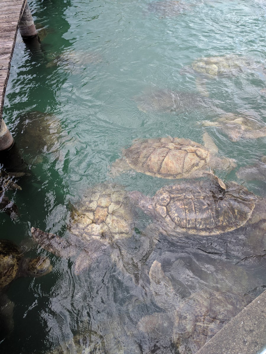 Grand Caymen - Turtle Centre - Large turtles weighing up to 500 lbs.